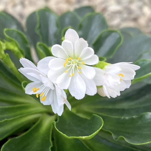 Lewisia Mountain Dreams - weiße Blüten