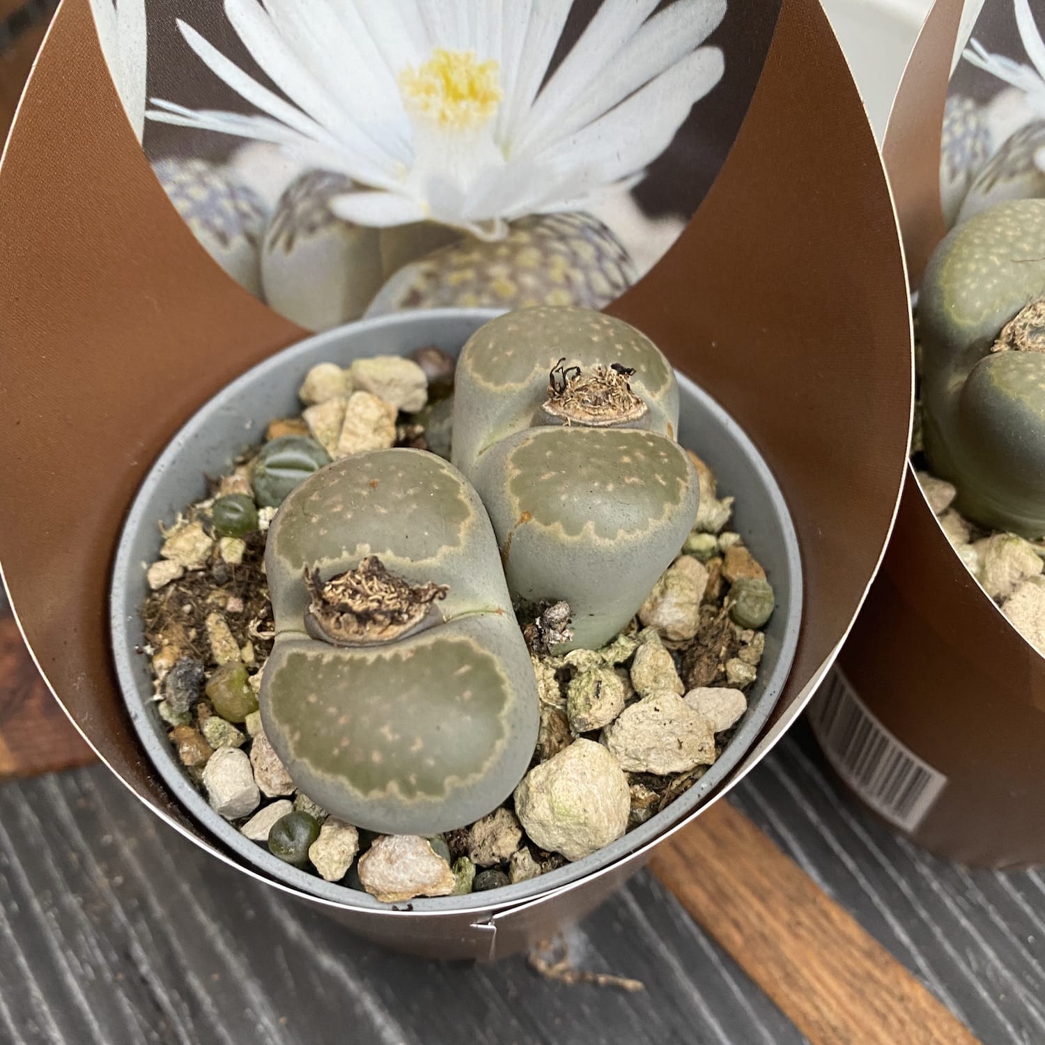 Lithops mix mini - flori albe