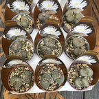 Lithops mix mini - bílé květy