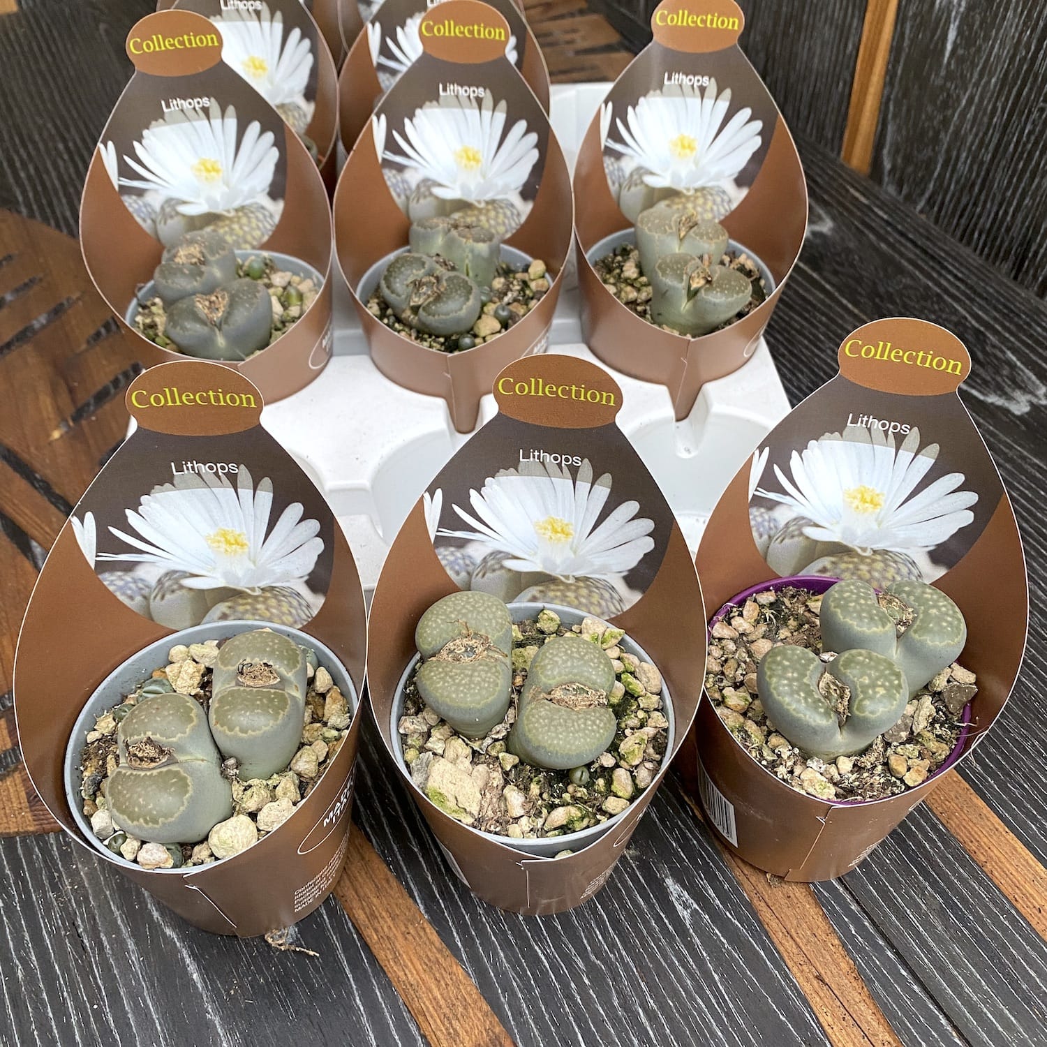 Lithops mix mini - flori albe