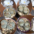 Lithops mix mini - bílé květy