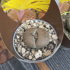 Lithops mix mini - flori galbene