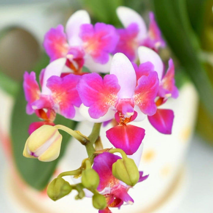 Phalaenopsis Liu's Berry 'Trinity'