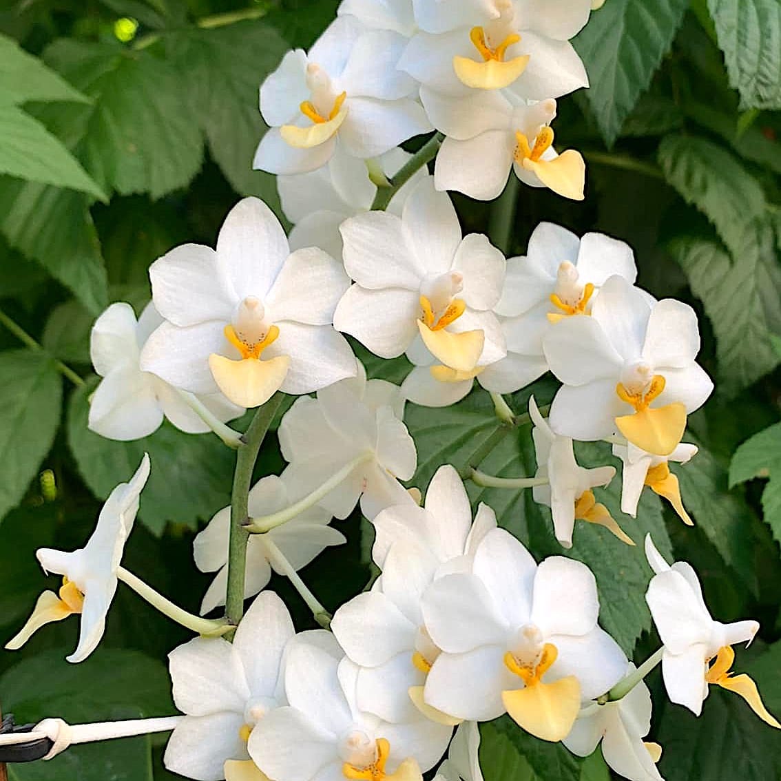 Phalaenopsis Liu's Triprince 'PYL'