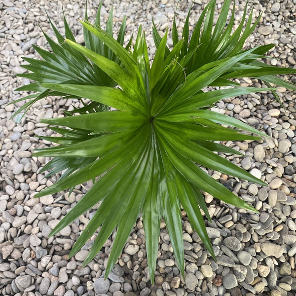 Livistona Rotundifol - Die exotische Palme
