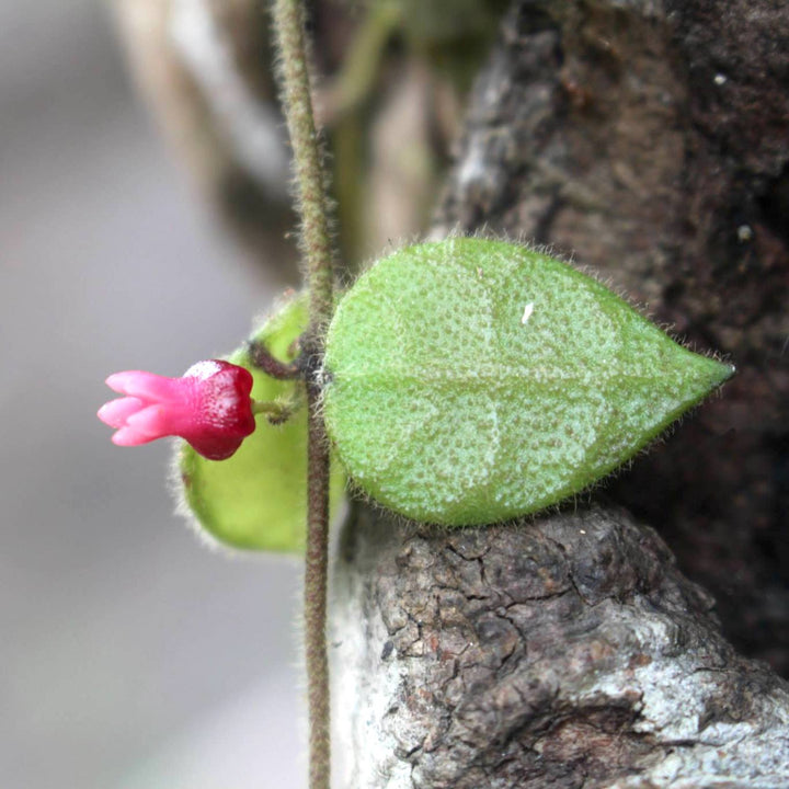 Dischidia hirsuta