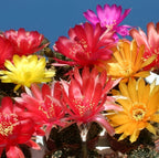 Lobivia arachnacantha