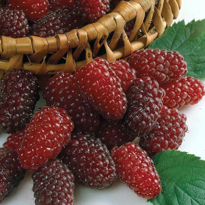 Rubus x loganobaccus 'Loganberry'