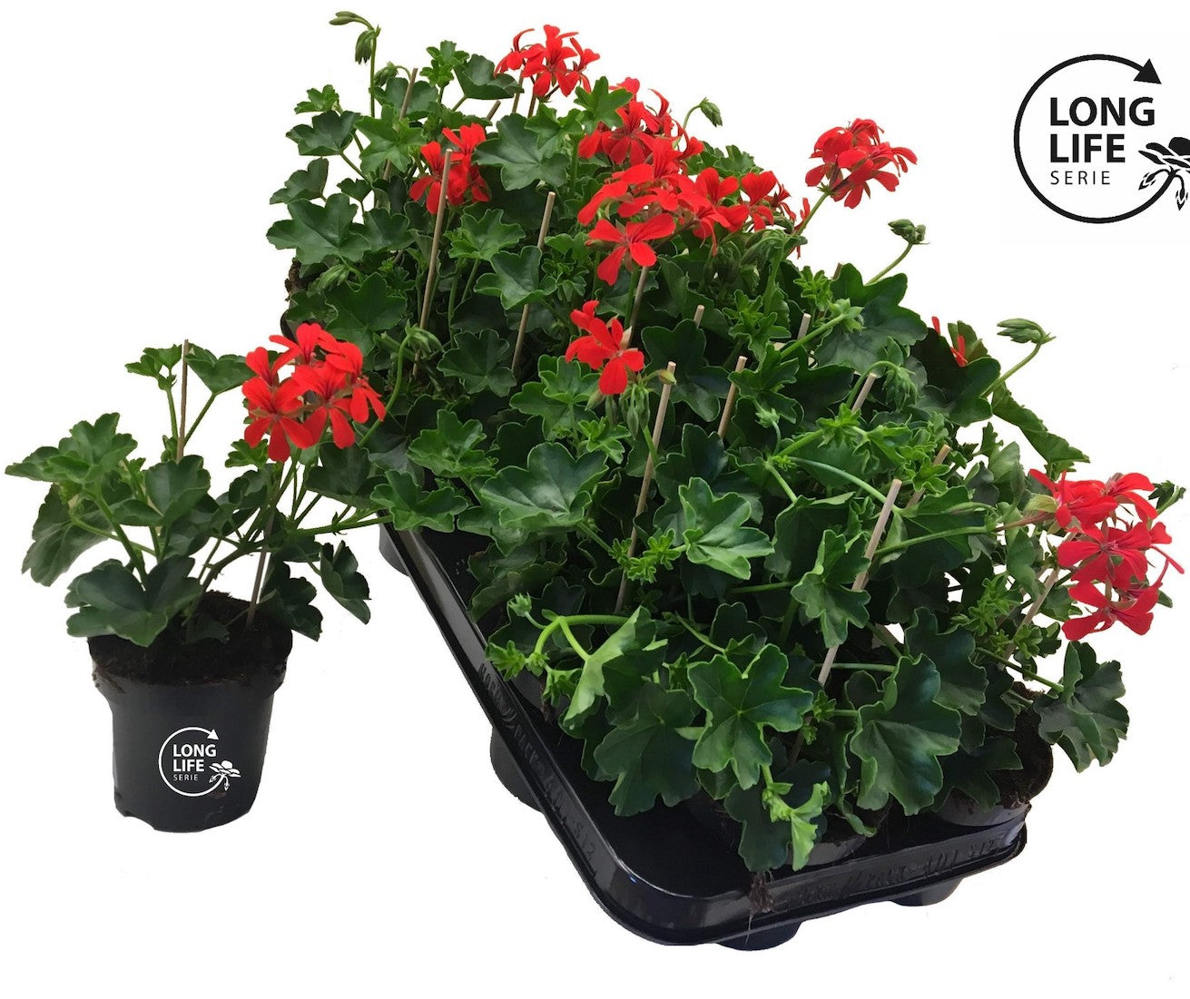 Pelargonium (Peltatum Grp) 'Balkon Red' - muscate curgatoare tiroleze rosii