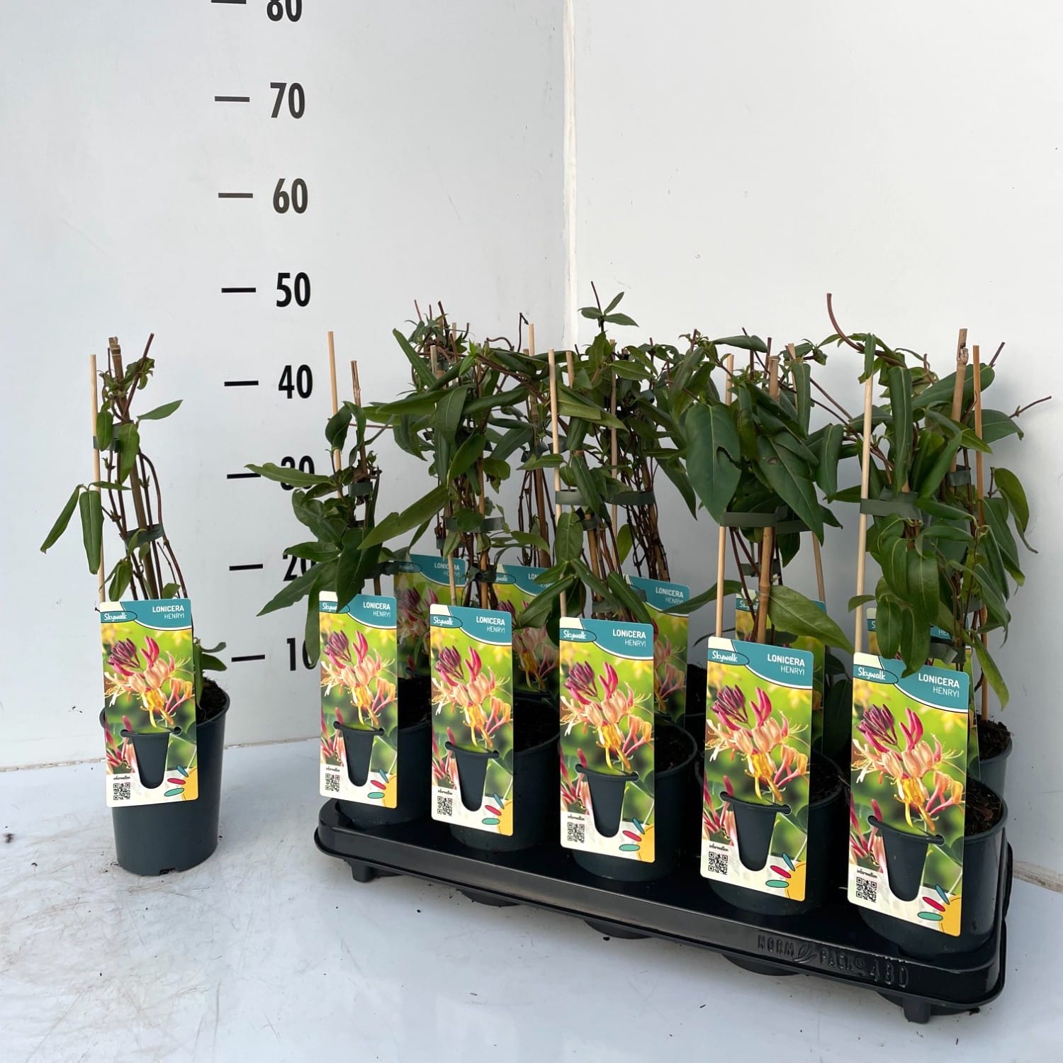 Lonicera henryi - flori si fructe comestibile, foliaj permanent verde