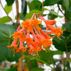 Lonicera brownii 'Dropmore Scarlet' - Lady's Mantle, Honeysuckle