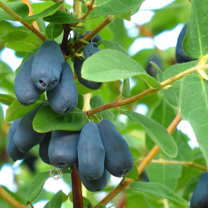 Lonicera caerulea 'Borealis'