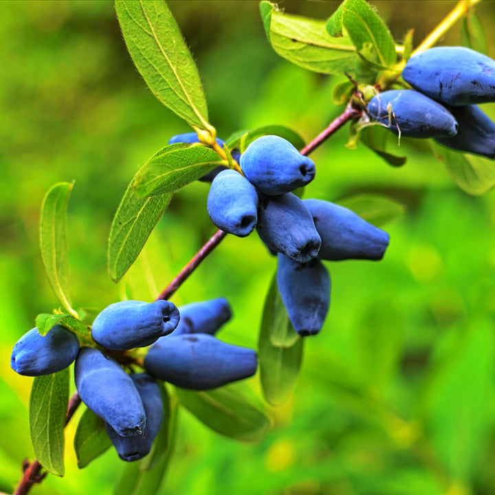 Lonicera caerulea 'Wojtek'