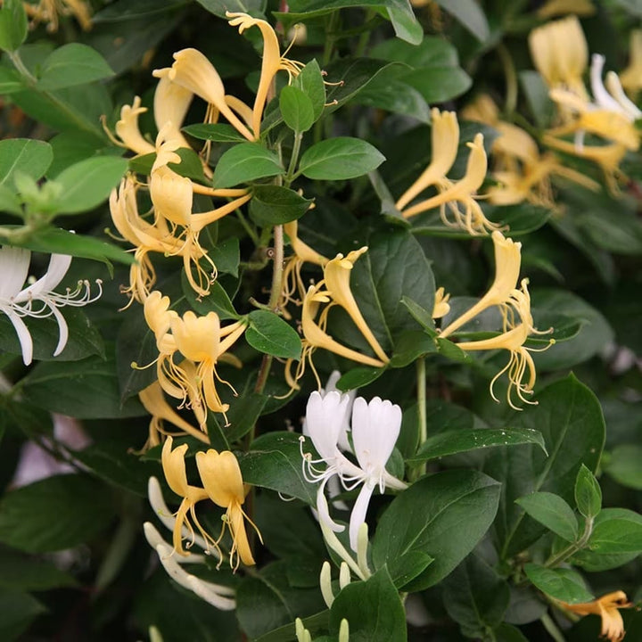 Lonicera japonica 'Halliana'