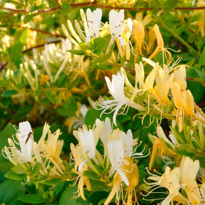 Lonicera japonica 'Hall's Prolific'