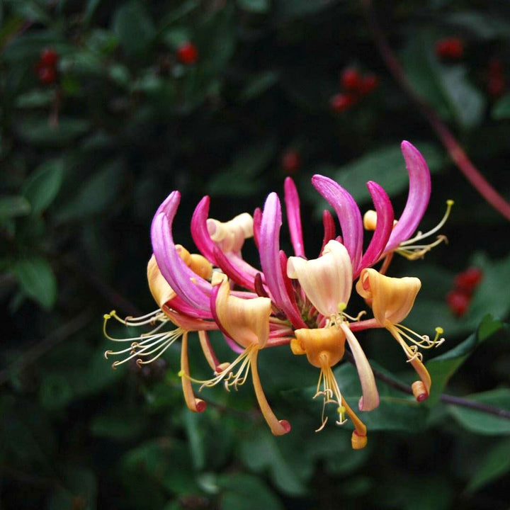 Lonicera periclymenum 'Belgica'