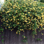 Lonicera japonica 'Halliana'