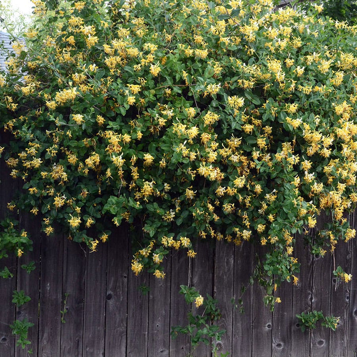 Lonicera japonica 'Halliana'