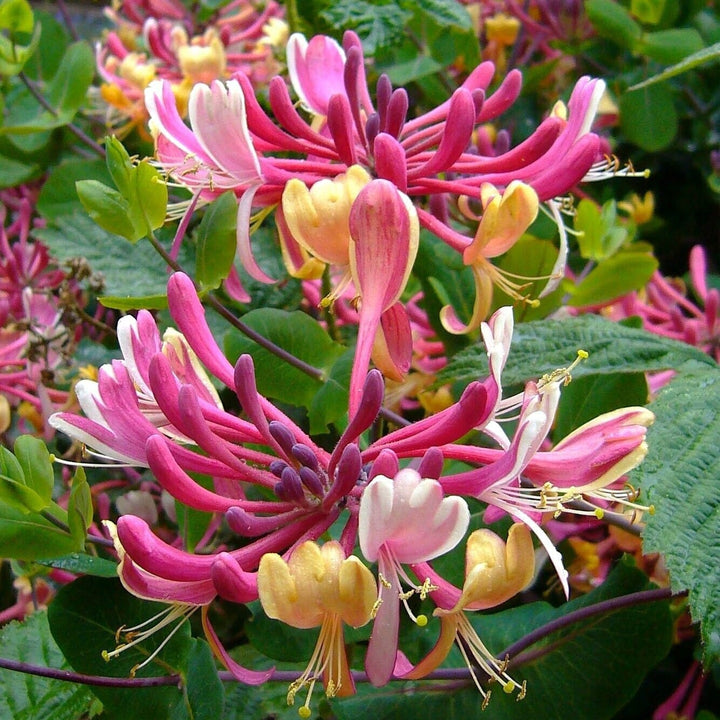 Lonicera periclymenum 'Serotina'