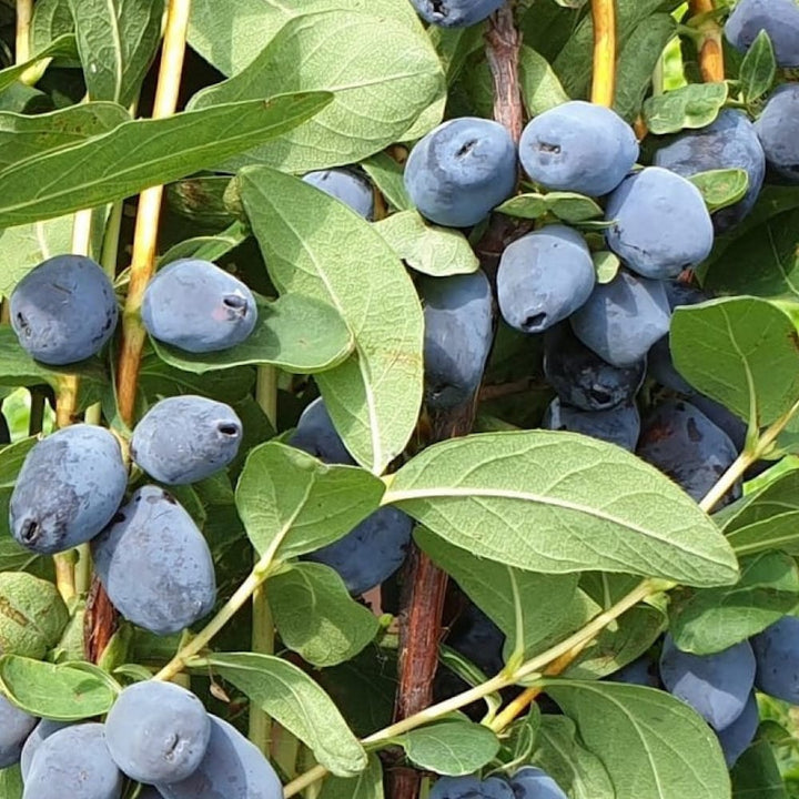 Lonicera caerulea 'Kamtschatica'