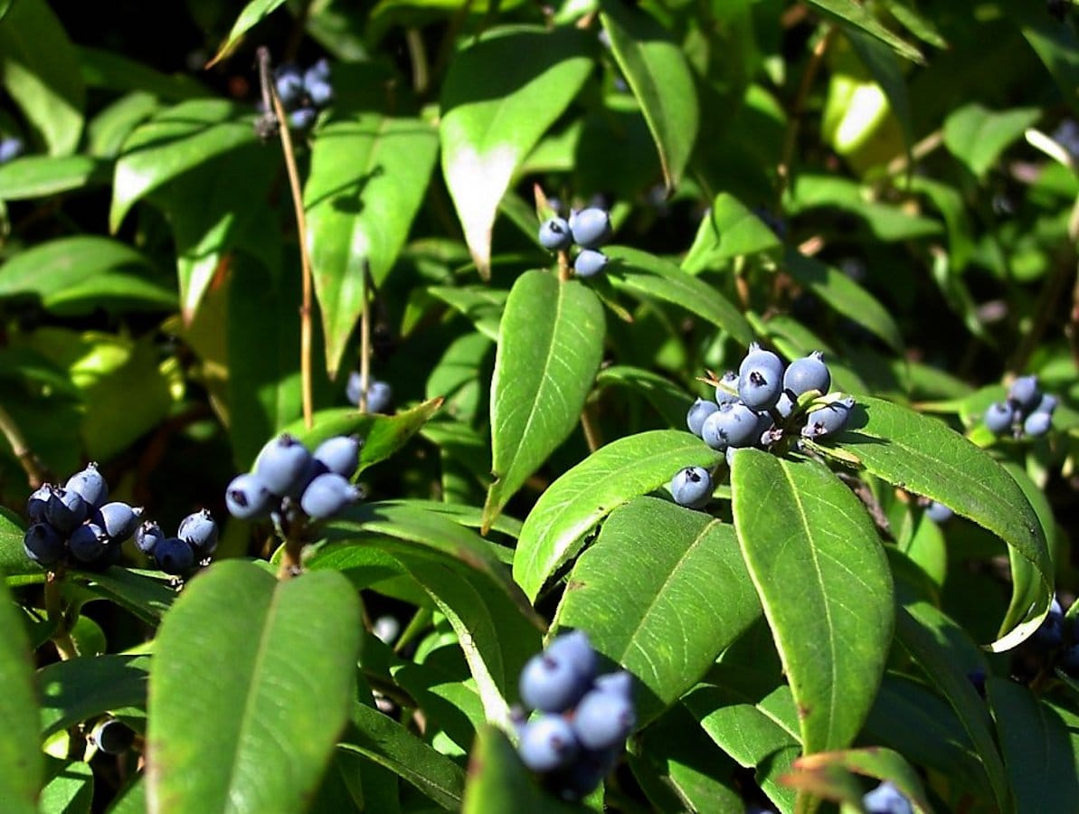 Lonicera henryi 'Copper Beauty'