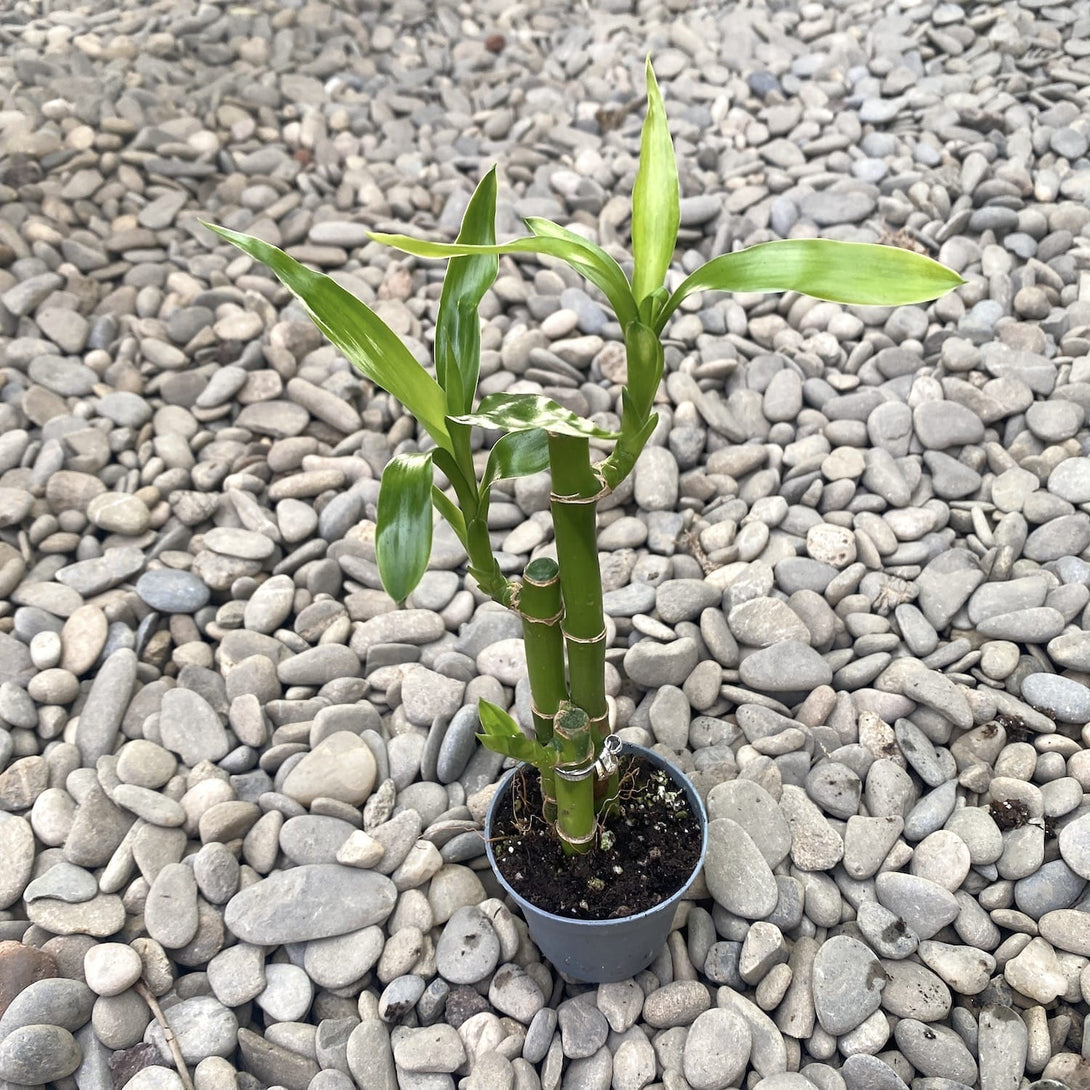 Dracaena Sanderiana - Bambusul cu noroc (Lucky Bamboo)