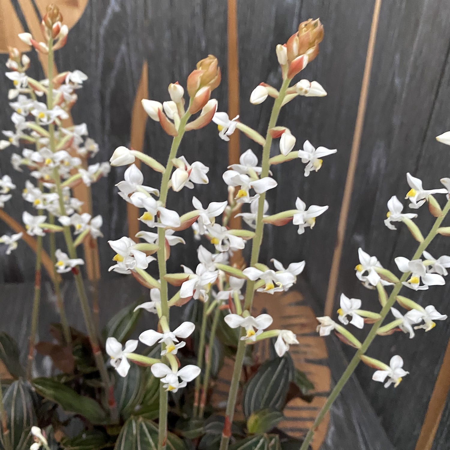 Ludisia discolor flowers