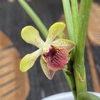 Luisanda Sheng Yi Golden Coffee (Luisia primulina × Vanda lamellata) parfumata