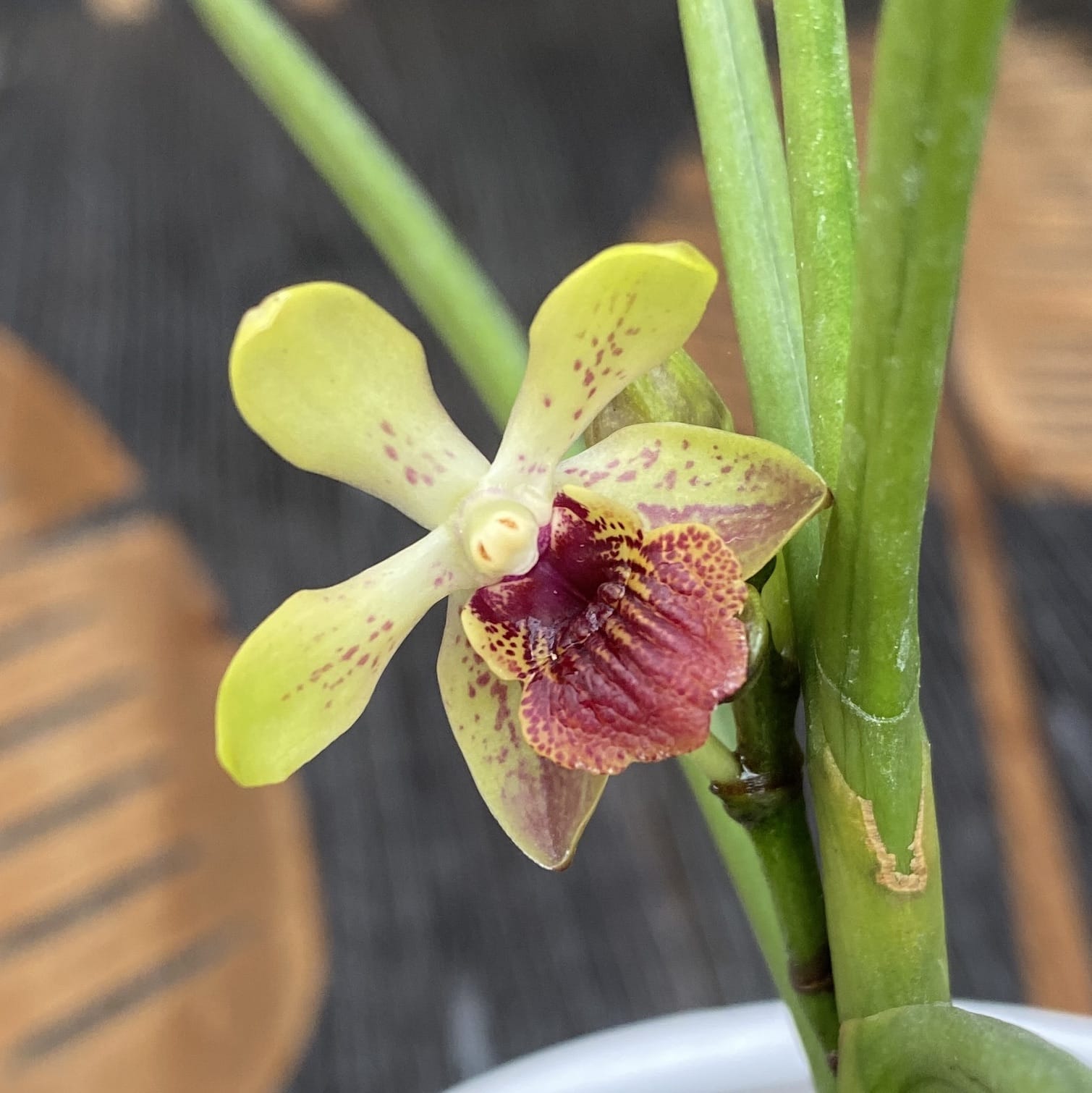 Luisanda Sheng Yi Golden Coffee (Luisia primulina × Vanda lamellata) fragrant