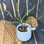 Luisanda Sheng Yi Golden Coffee (Luisia primulina × Vanda lamellata) parfumata