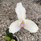 Lycaste Alma de mi Alma, große duftende Blüten