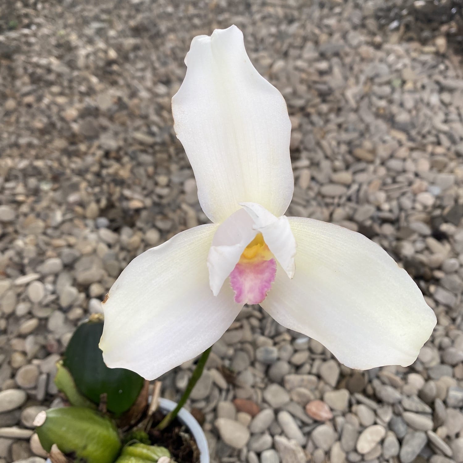 Lycaste Alma de mi Alma, große duftende Blüten