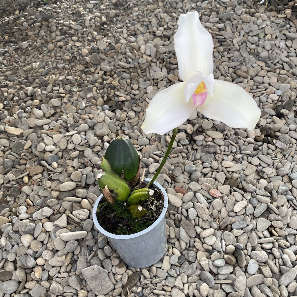 Lycaste Alma de mi Alma, große duftende Blüten
