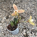 Lycaste deppei, flori mari parfumate