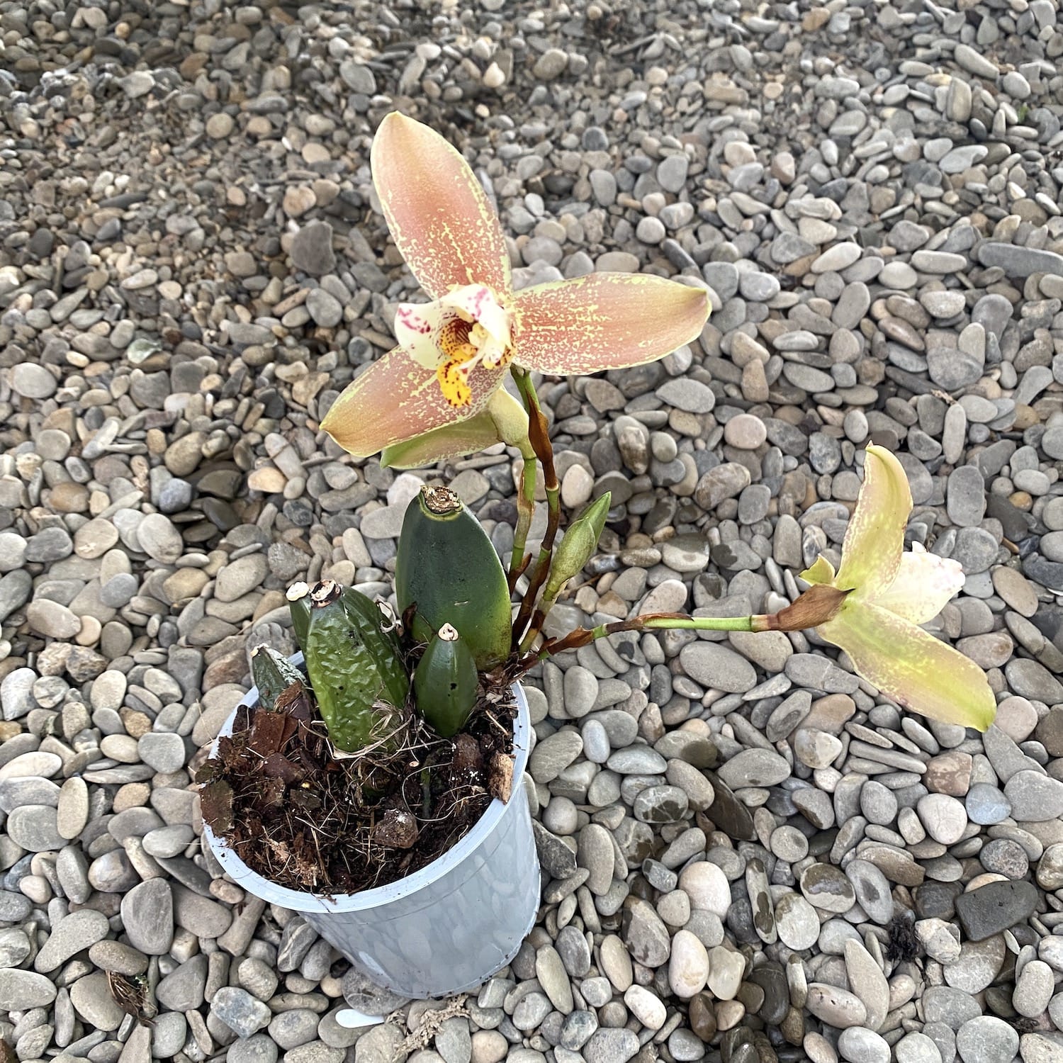 Lycaste deppei, grandes fleurs parfumées