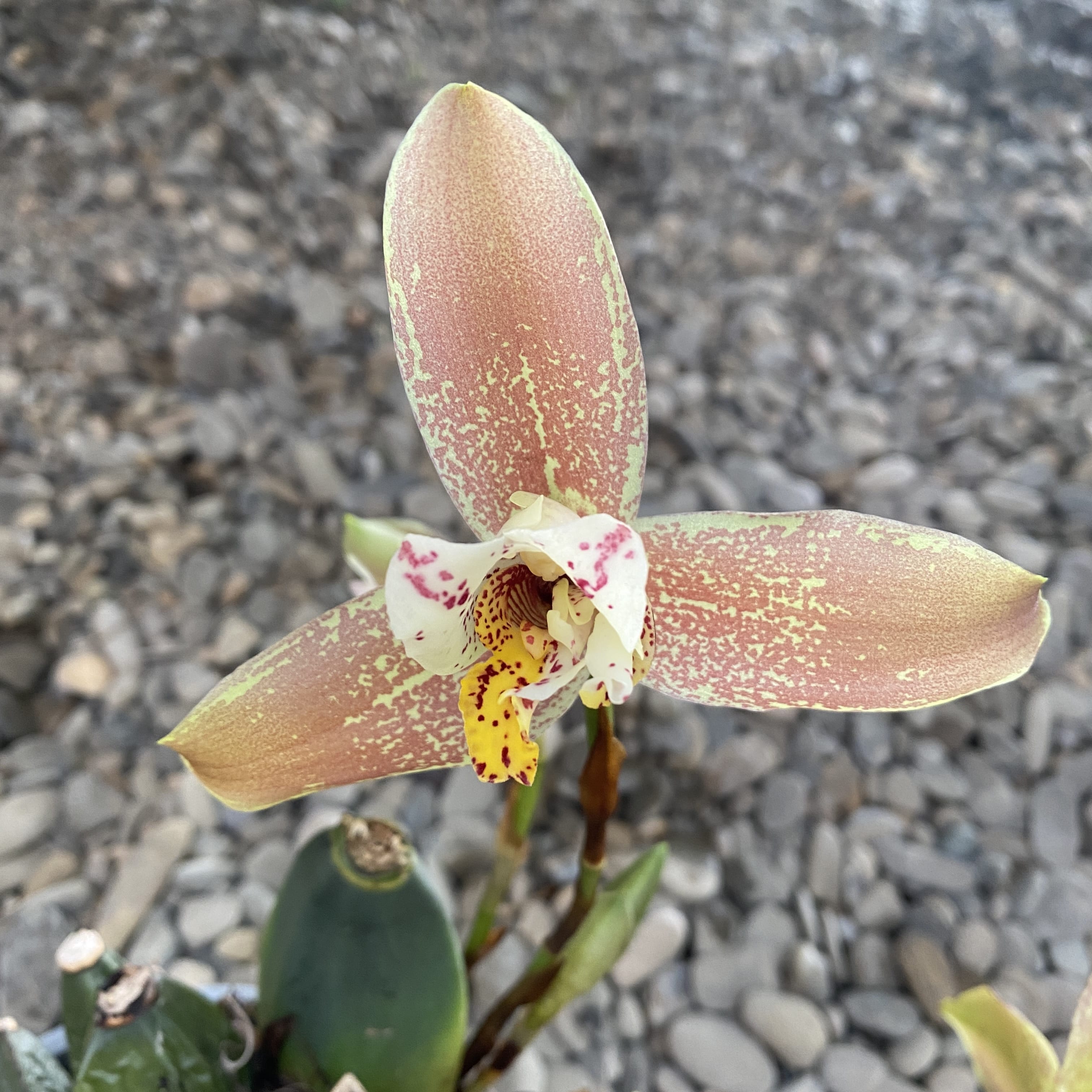 Lycaste deppei, grandes fleurs parfumées