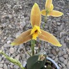 Lycaste × groganii, flori mari parfumate