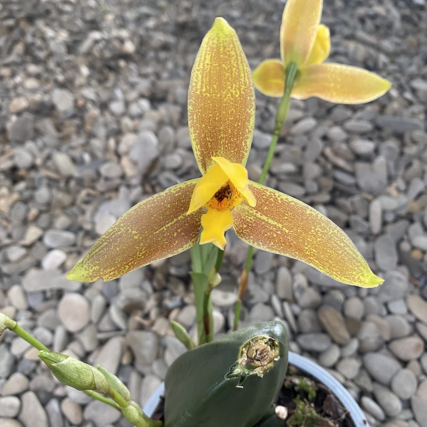 Lycaste × groganii, flori mari parfumate