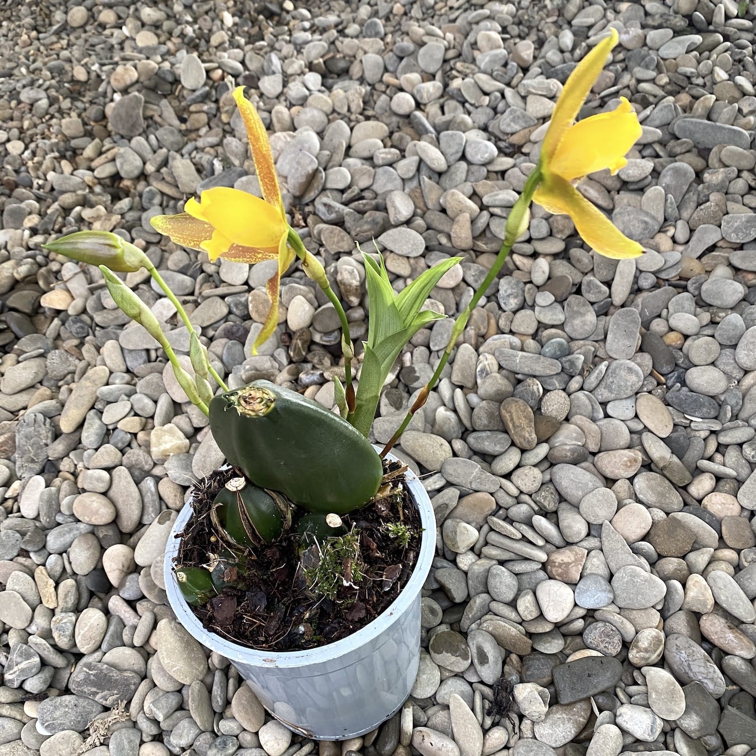 Lycaste × groganii, flori mari parfumate