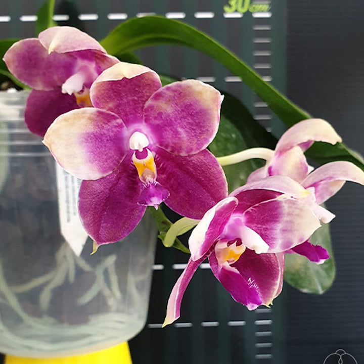 Phalaenopsis Lyndon Mix Zebra '877'