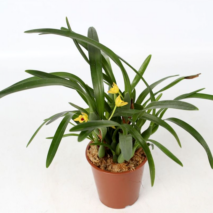 Maxillaria variabilis 'Yellow' (var. unipunctata)