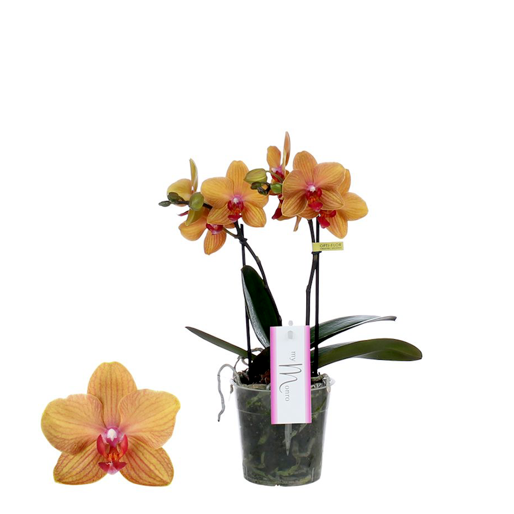 Phalaenopsis MyMonro Bronzer