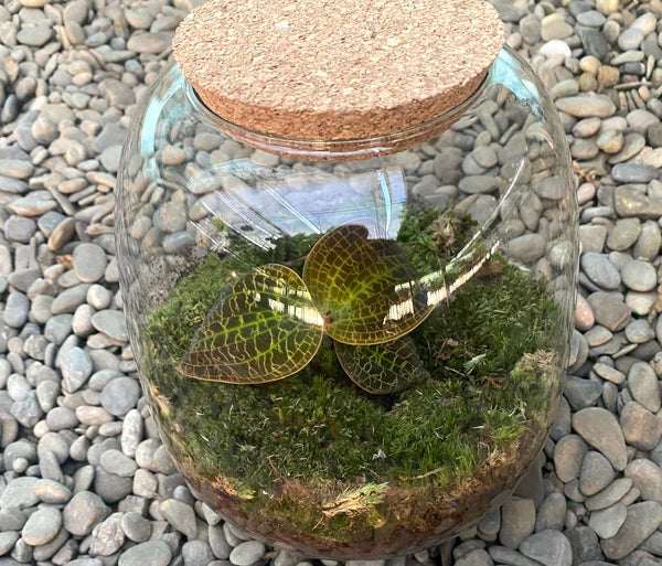 Ecosystem with Macodes lowii (Easy Care Terrarium)