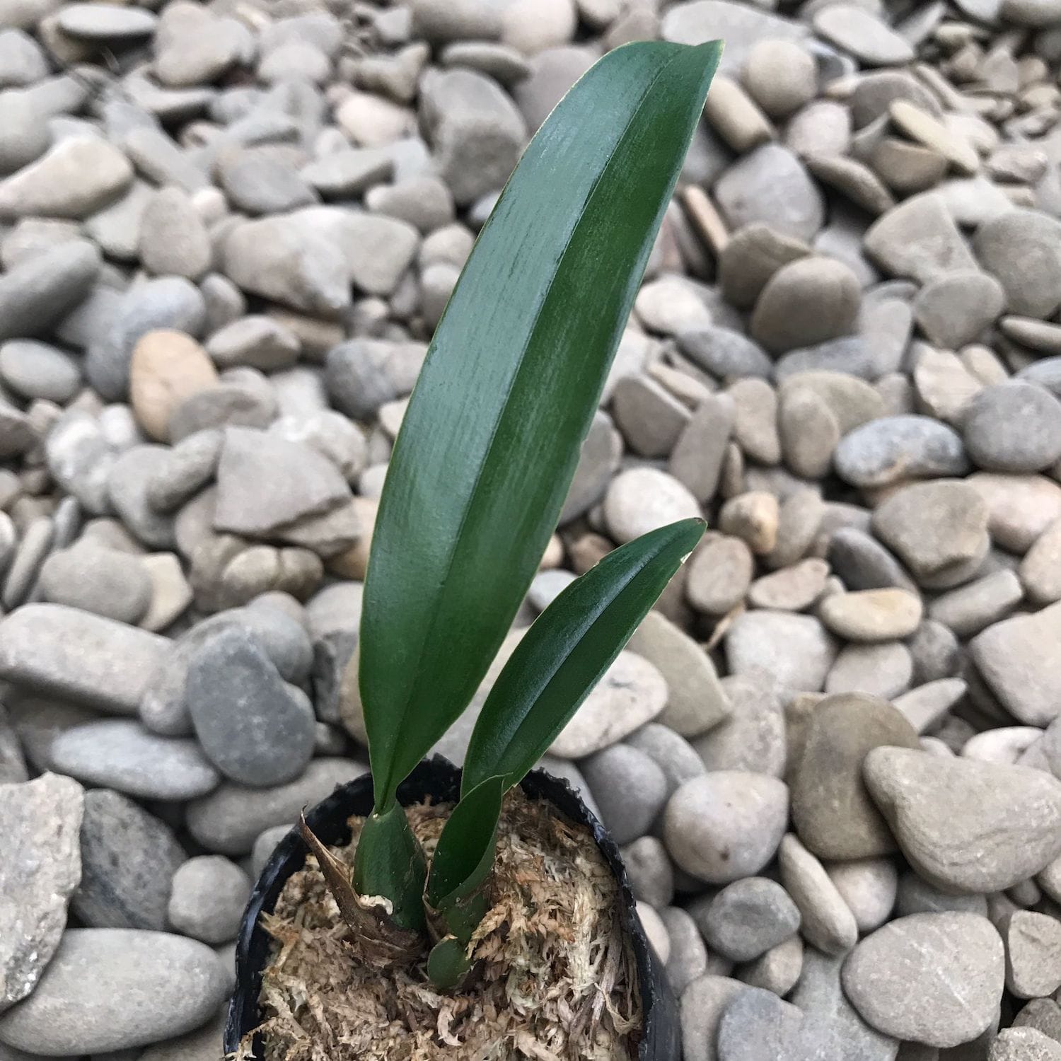 Macradenia multiflora