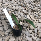 Macradenia multiflora