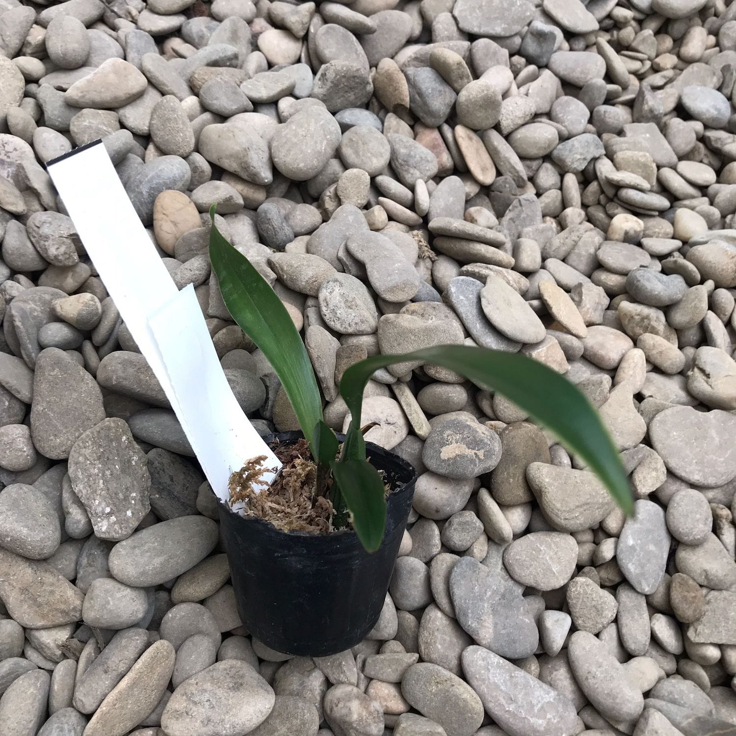 Macradenia multiflora