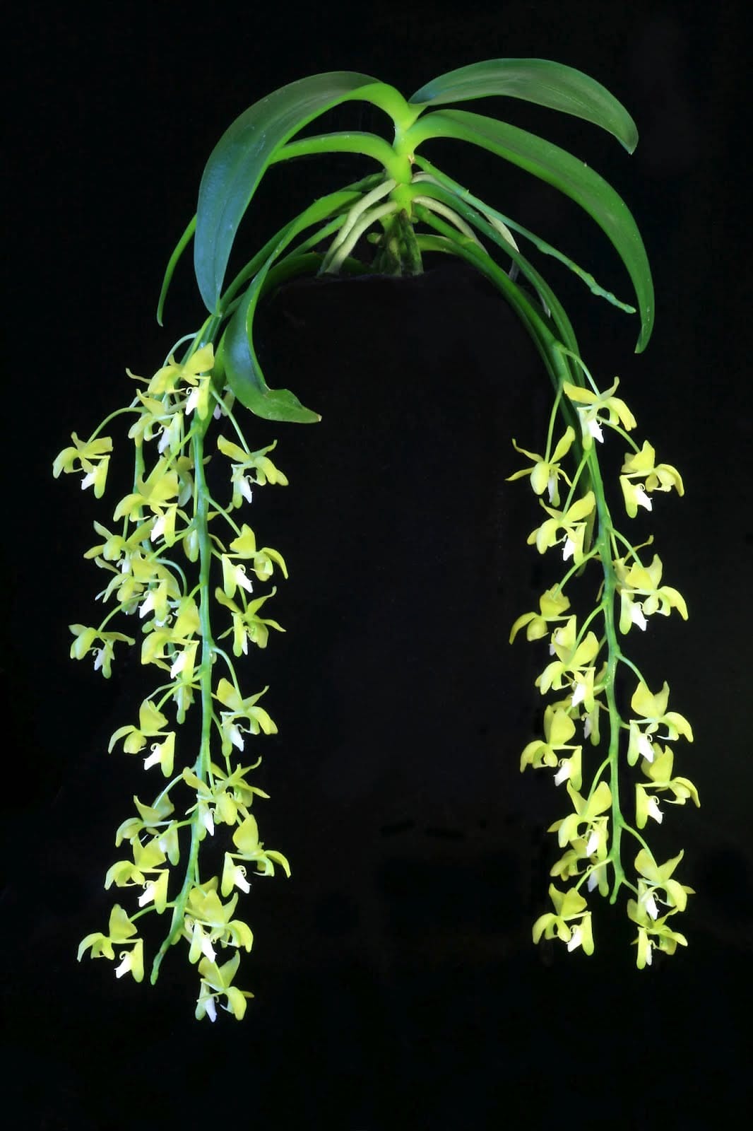 Macropodanthus cootesii (Cootes' macropodanthus)