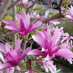 Magnolia Susan