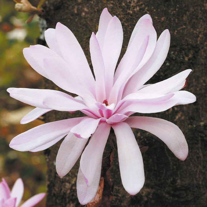 Magnolia stellata 'Waterlily'