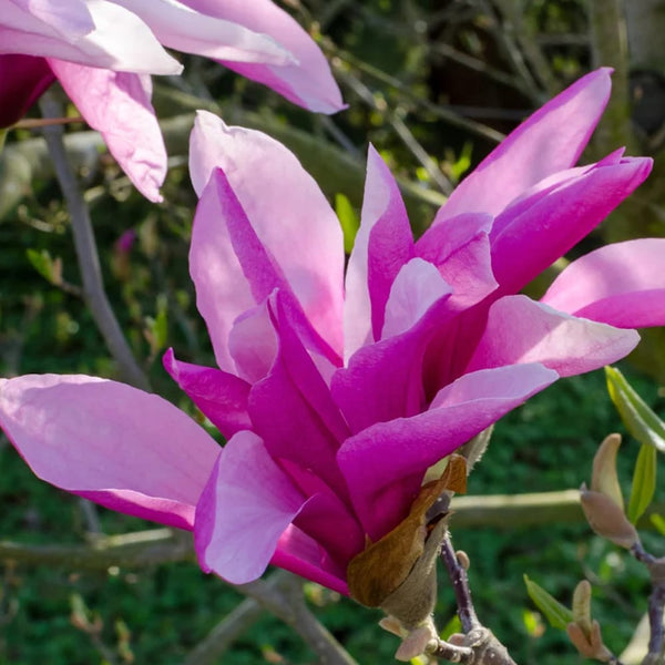 Magnolia liliflora 'Betty'